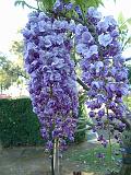 Wisteria Double